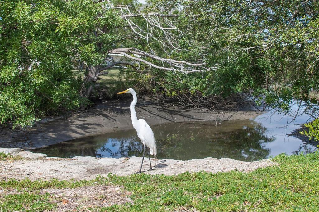 Marsh Front Birders Paradise Close To Beaches And Downtown セント・オーガスティン エクステリア 写真